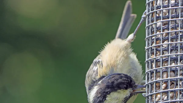 Coal Tit Feeding Tube Peanut Seed Feeder — Stok fotoğraf