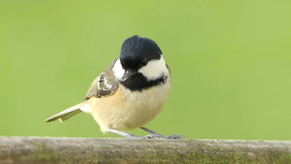 Coal Tit Sitting Gate — Stock Photo, Image