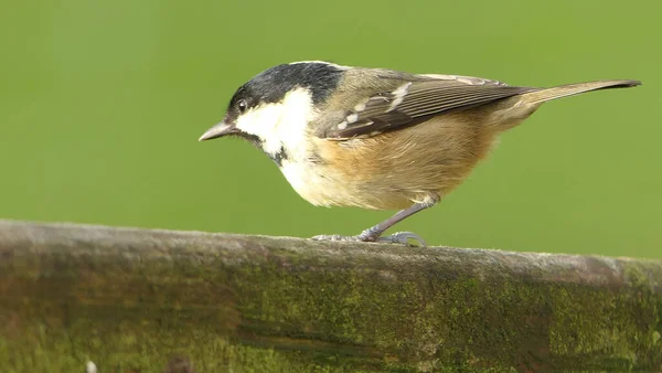 Coal Tit Sitting Gate — Photo