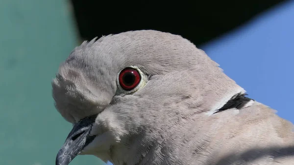 赤い鳩に鳥のテーブルで英国 — ストック写真