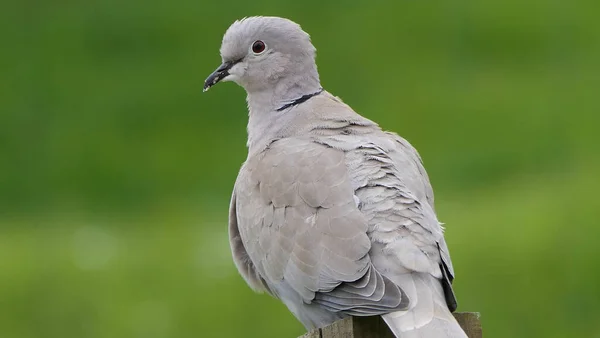 Collared Dove Ένα Τραπέζι Πουλιών Στο Ηνωμένο Βασίλειο — Φωτογραφία Αρχείου