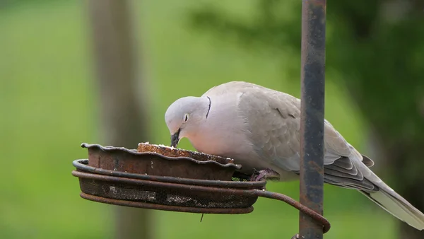 Collared Dove Ένα Τραπέζι Πουλιών Στο Ηνωμένο Βασίλειο — Φωτογραφία Αρχείου
