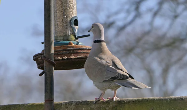 Collared Dove Bird Table Великій Британії — стокове фото