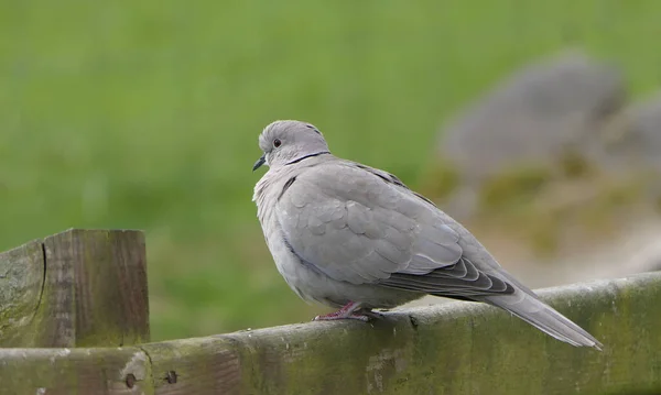 Collared Dove Fence — Stock Photo, Image