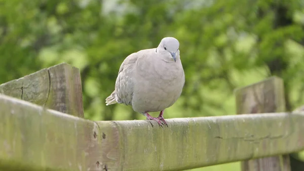 Collared Dove Fence — Stock Photo, Image