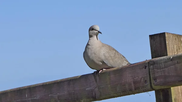 Collared Dove Fence — Φωτογραφία Αρχείου