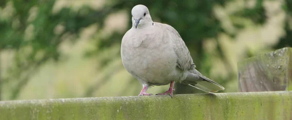 Collared Dove Ett Staket Storbritannien — Stockfoto