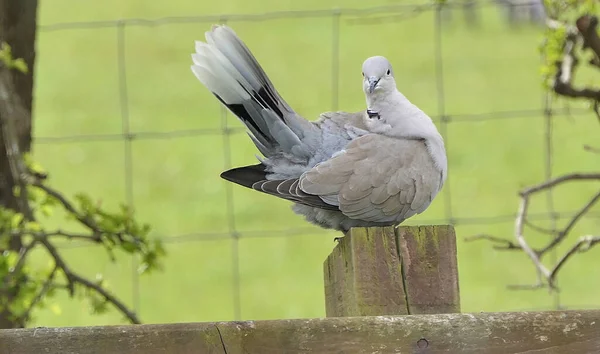 Collared Dove Паркані Великій Британії — стокове фото