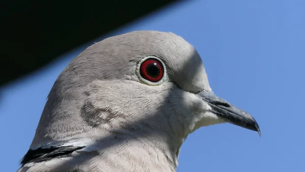 Krage Duva Med Blå Himmel Bakgrund Storbritannien — Stockfoto