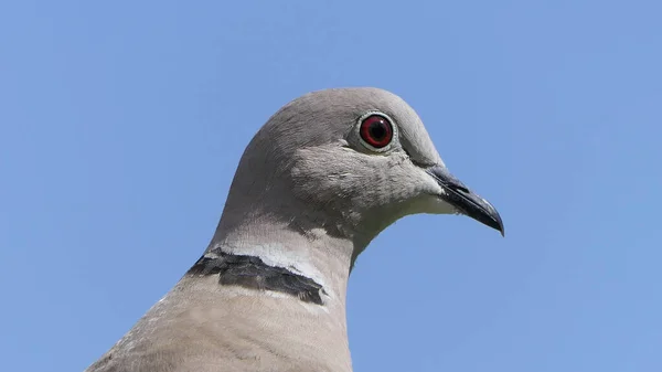 Colombe Collier Avec Fond Bleu Ciel Royaume Uni — Photo