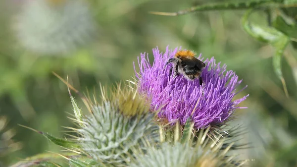 Common Carder Bee Cardo Escocés Campo — Foto de Stock