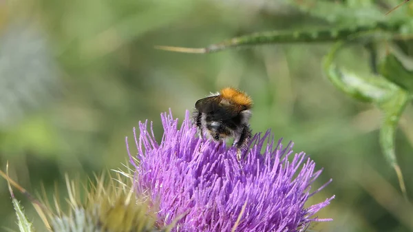 Common Carder Bee Cardo Escocés Campo — Foto de Stock