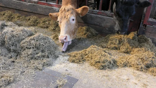 Cow with long tongue eating silage grass through a gate in a shed