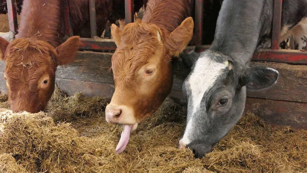 Cow Long Tongue Eating Silage Grass Gate Shed — Stock Photo, Image