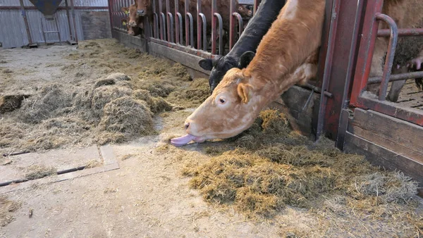 Cow Long Tongue Eating Silage Grass Gate Shed — Stock Photo, Image