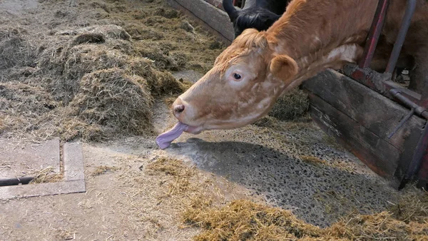 Krowa Długim Językiem Jedząca Trawę Kiszonki Przez Bramę Szopie — Zdjęcie stockowe