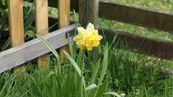 Dick Wilden Daffodil Garden — ストック写真