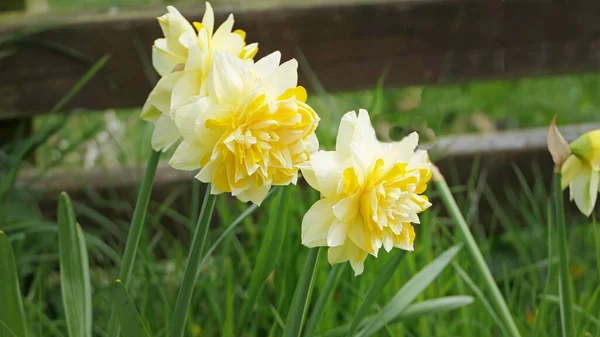 Dick Wilden Daffodil Garden — Stok fotoğraf