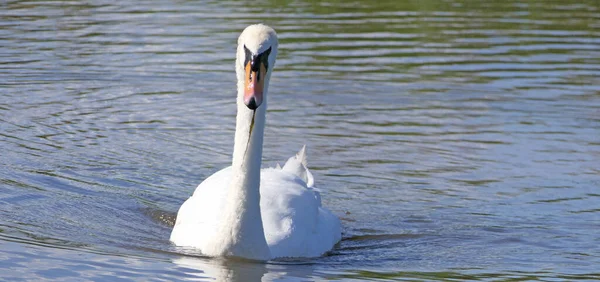 Cygne Autres Oiseaux Sauvages Nageant Dans Les Zones Humides Royaume — Photo