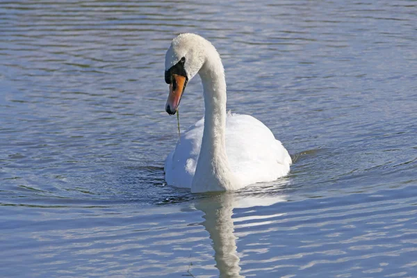 Cygne Autres Oiseaux Sauvages Nageant Dans Les Zones Humides Royaume — Photo