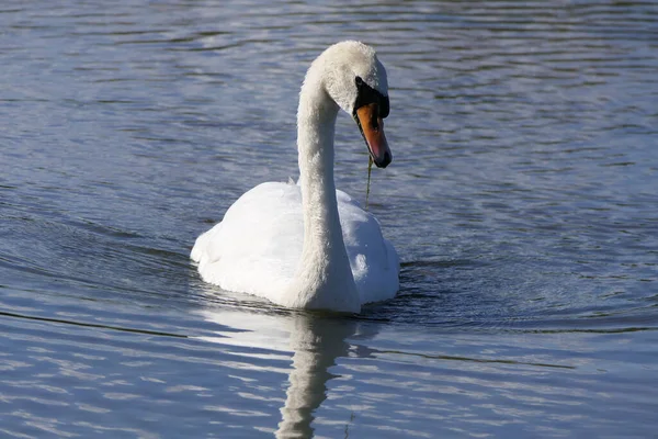 Cygne Autres Oiseaux Sauvages Nageant Dans Les Zones Humides Royaume — Photo