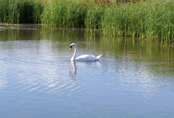 Een Zwaan Andere Wilde Vogels Zwemmen Wetlands Het Verenigd Koninkrijk — Stockfoto