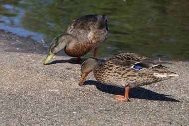 Mallard Ördekleri Kazları ve diğer Yaban Kuşları İngiltere 'de bir parkta