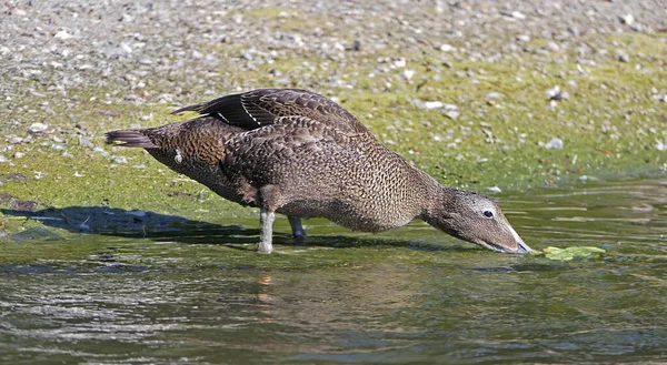 Patos Castanhos Gansos Outras Aves Selvagens Parque Reino Unido — Fotografia de Stock