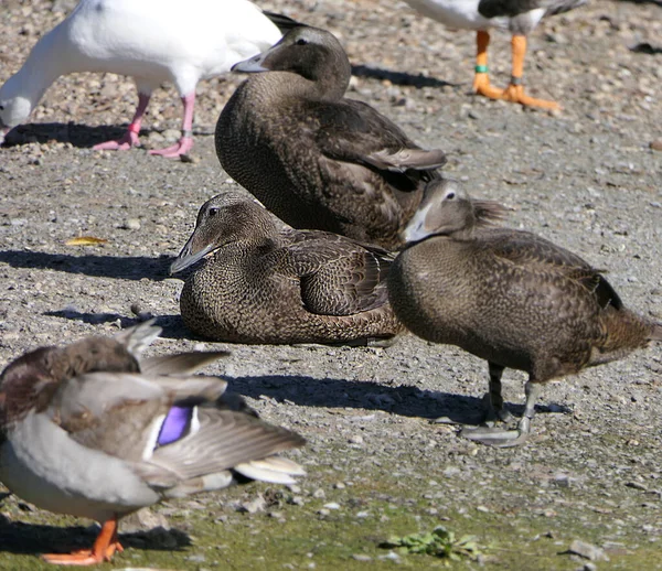 Patos Marrones Gansos Otras Aves Silvestres Parque Reino Unido —  Fotos de Stock