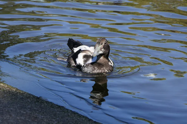 Barna Kacsák Libák Más Vadszárnyasok Egy Parkban Angliában — Stock Fotó