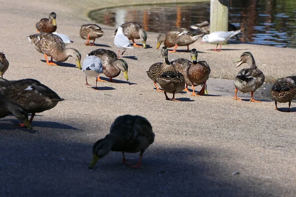 Mallard Ducks Gansos Outras Aves Selvagens Parque Reino Unido — Fotografia de Stock