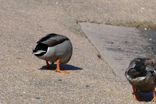 Mallard Ducks Libák Más Vadon Élő Szárnyasok Egy Angliai Parkban — Stock Fotó