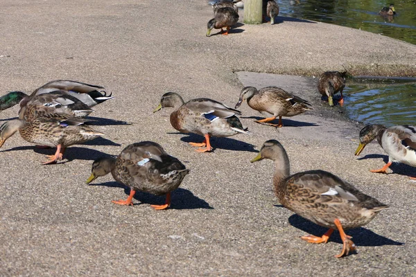Mallard Ducks Gansos Outras Aves Selvagens Parque Reino Unido — Fotografia de Stock