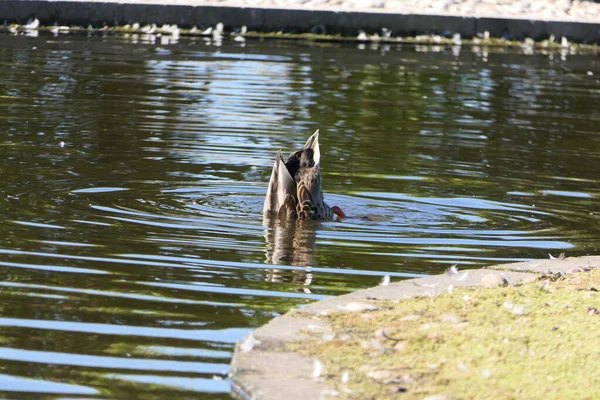 Mallard Ducks Gansos Outras Aves Selvagens Parque Reino Unido — Fotografia de Stock