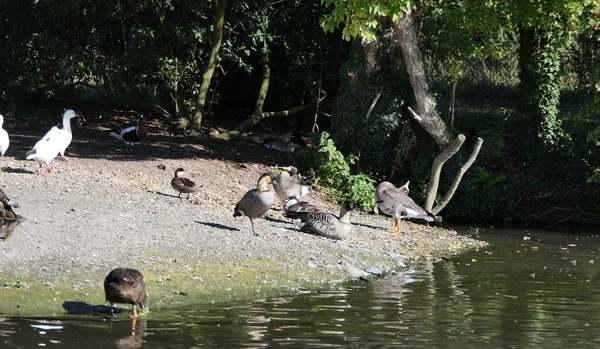 Mallard Ducks Libák Más Vadon Élő Szárnyasok Egy Angliai Parkban — Stock Fotó