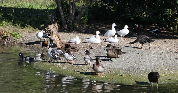 Mallard Ördekleri Kazları Diğer Yaban Kuşları Ngiltere Bir Parkta — Stok fotoğraf