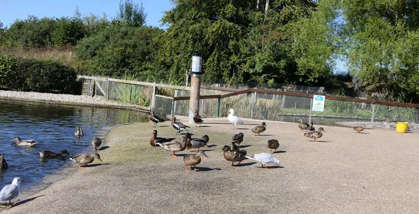 英国一个公园里的野鸭 鹅和其他野鸟 — 图库照片