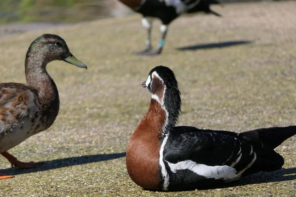Ganso Peito Vermelho Outras Aves Selvagens Zonas Húmidas Reino Unido — Fotografia de Stock