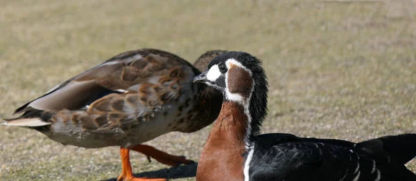 Ngiltere Deki Sulak Alanda Kırmızı Göğüslü Kaz Diğer Yaban Kuşları — Stok fotoğraf