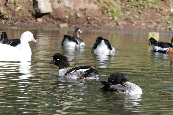 Pato Pescoço Anelado Outras Aves Selvagens Que Nadam Zonas Húmidas — Fotografia de Stock