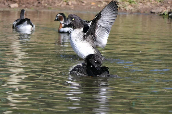 Pato Pescoço Anelado Outras Aves Selvagens Que Nadam Zonas Húmidas — Fotografia de Stock