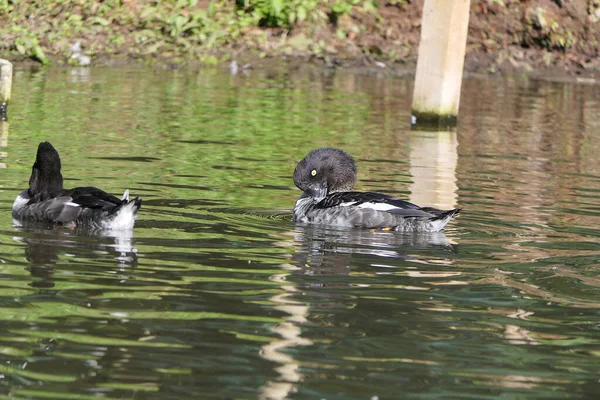 Pato Pescoço Anelado Outras Aves Selvagens Que Nadam Zonas Húmidas — Fotografia de Stock