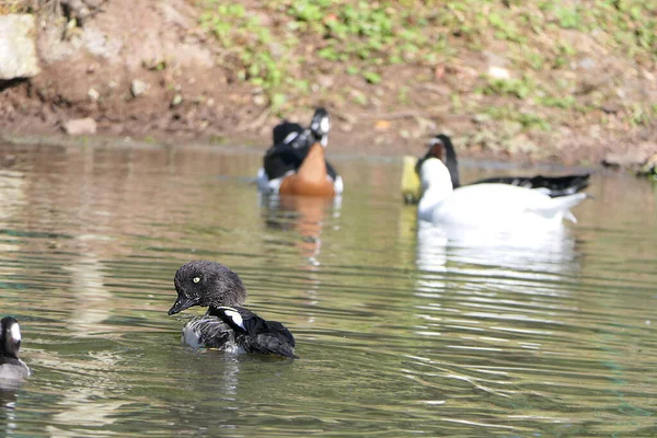 Pato Pescoço Anelado Outras Aves Selvagens Que Nadam Zonas Húmidas — Fotografia de Stock