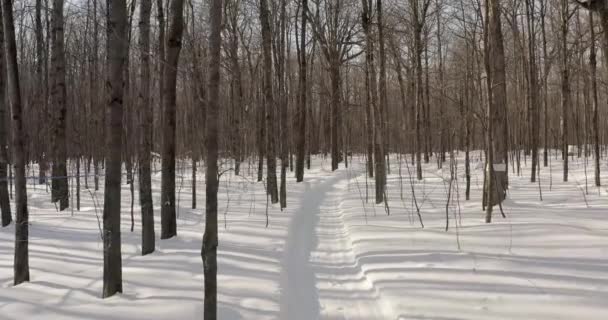 Maple Farm Winter — Vídeo de Stock