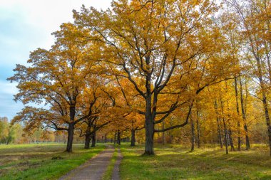 Babolovsky Park 'ında sonbahar renkleri