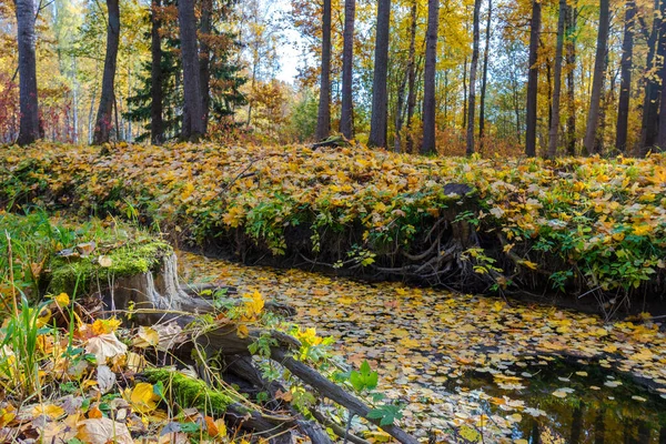 Autumn Colors Babolovsky Park — Stock Photo, Image