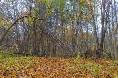 Sergievka Parkı 'nda bulutlu bir sonbahar günü