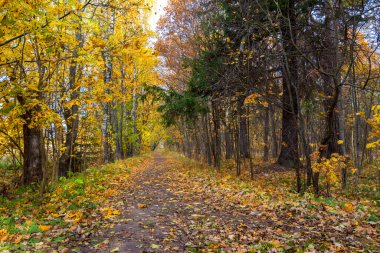 Sergievka Parkı 'nda bulutlu bir sonbahar günü