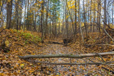 Sergievka Parkı 'nda bulutlu bir sonbahar günü