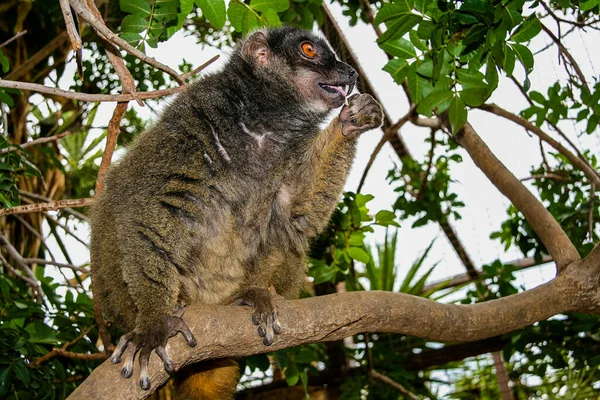 Habitantes Zoológico Ilha Tenerife — Fotografia de Stock